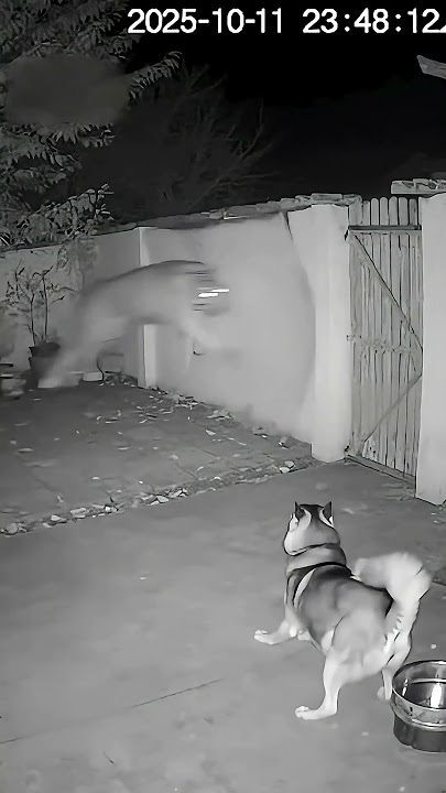 I wonder what the husky is thinking right now. #cat #funny