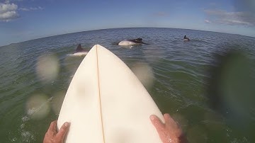 Surfing Up Close With Dolphins
