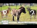 We Got A Miniature Donkey And More Animals! HouseIntoHome#17