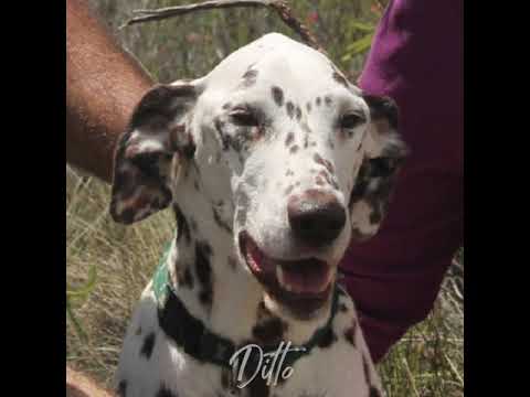 Video: Köpek barınak hayvanlar için para toplamak için benzersiz bir yetenek kullanır.