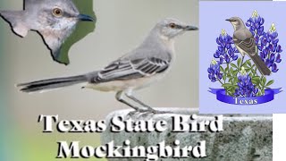 Mockingbird The Official State Bird of Texas.