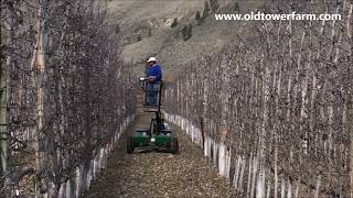 Old Tower Farm . Pruning 2018