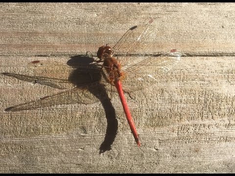 Видео: Damselfly Vs. Стрекоза: как распознать стрекозу в саду