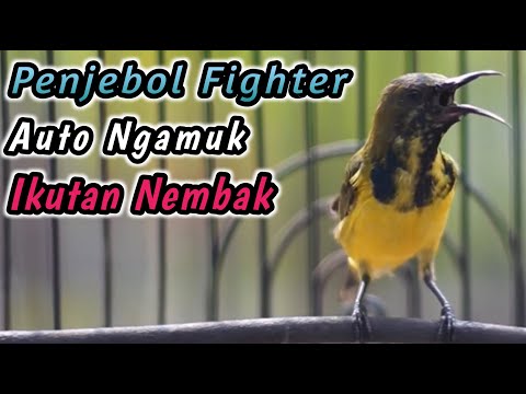 TERAPI SOGON KOLONI MERANGSANG SOGON MACET BUNYI LANGSUNG RESPON #sogon #sogokontong #terapisogon