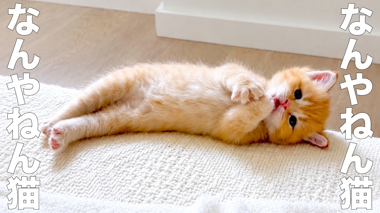 キャサリンコテージ 猫 コメント返信不可値下げ交渉はブロックします。ごめんなさい What The Heck Cat [Voiceover] - YouTube