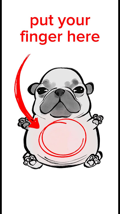 I am pibble, wash my belly