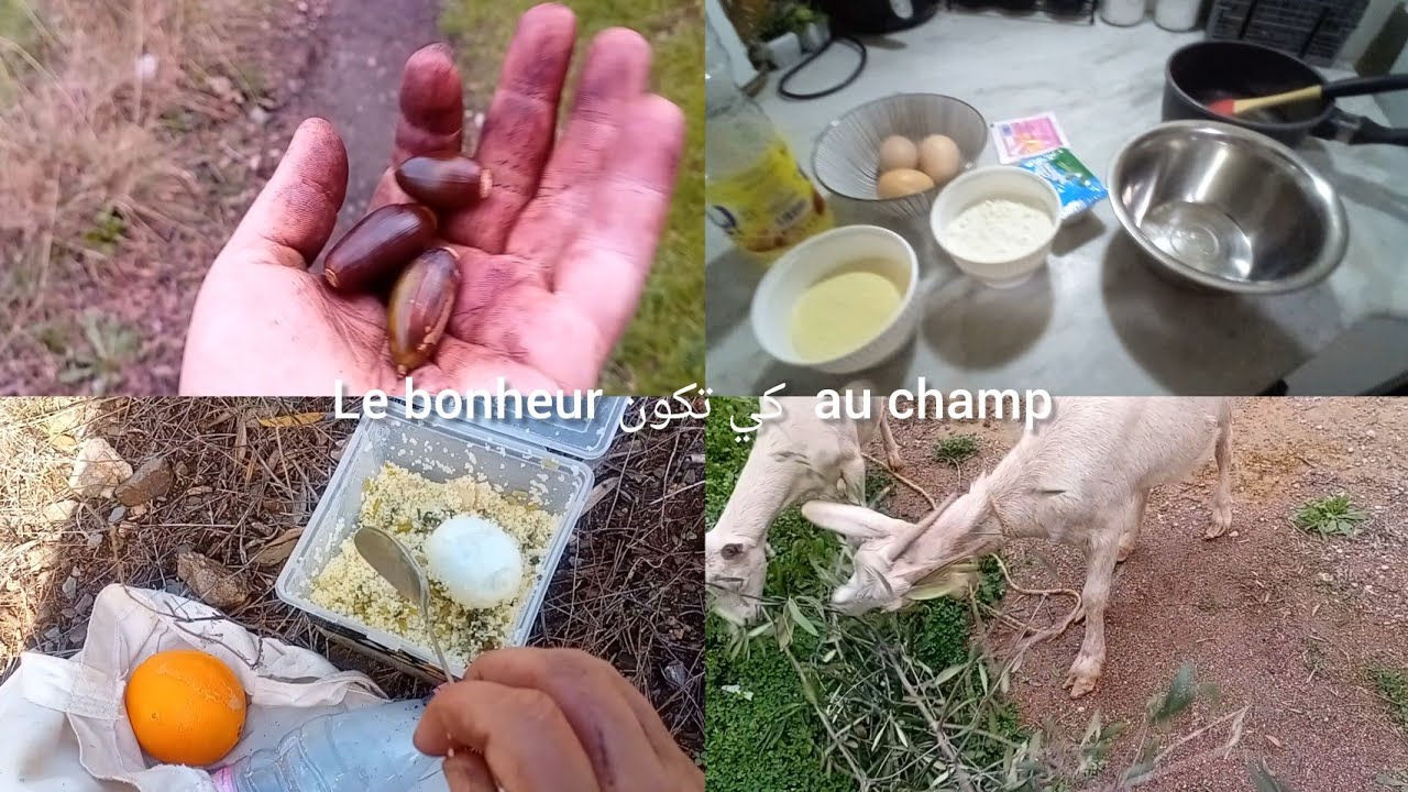 اليوم  المشوشة  طيبتها  بمكون جديد وخرجة صباحية  لجمع  الزيتون  