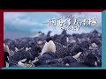 🐧💘用石頭告白的阿德利企鵝愛情故事(南極半島篇)｜一個女仔去南極EP7｜ANTARCTICA VLOG｜RedisPolly