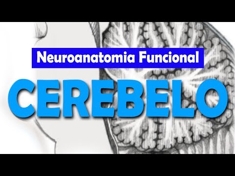 Vídeo: Função, Anatomia E Definição Do Cerebelo - Mapas Do Corpo