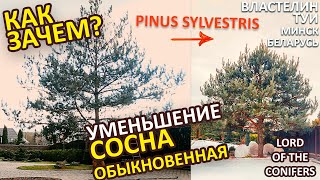 СОСНА ОБЫКНОВЕННАЯ ОБРЕЗКА/pinus sylvestris/ @VLASTELIN_MINSK / Стрижка туи минск