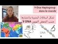 شجرة السلالات العرقية للبشر الحمض النووي    وانتشارها     