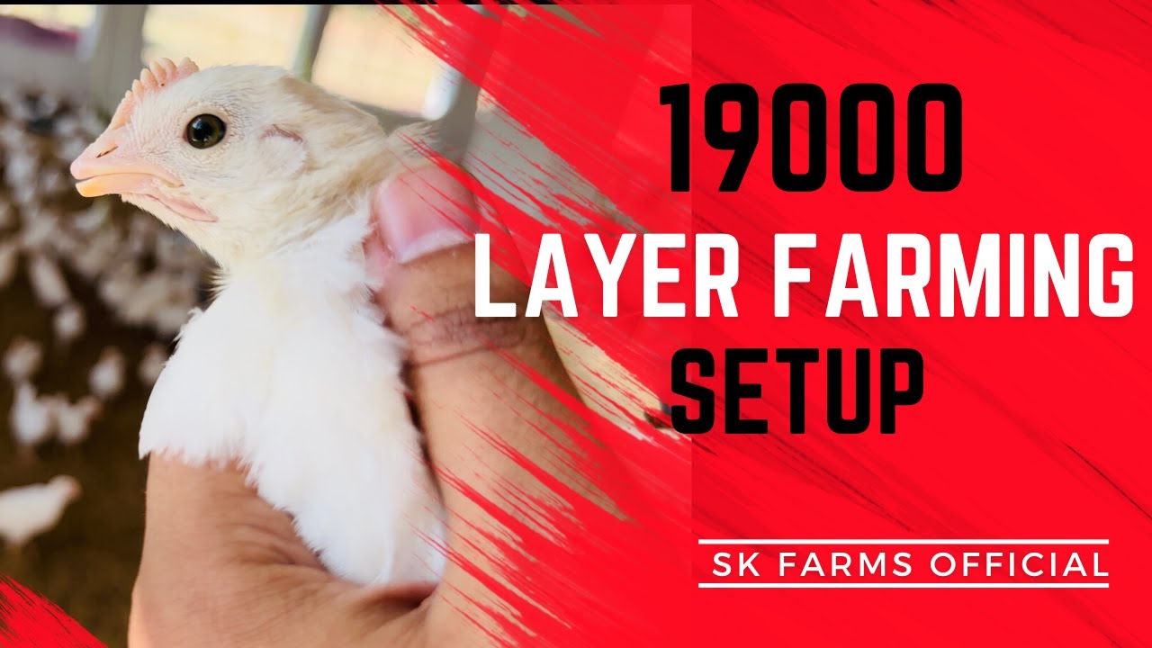 19000 White Layer Poultry Farming For Eggs Business in Pakistan | Chicken Farming | Egg Business