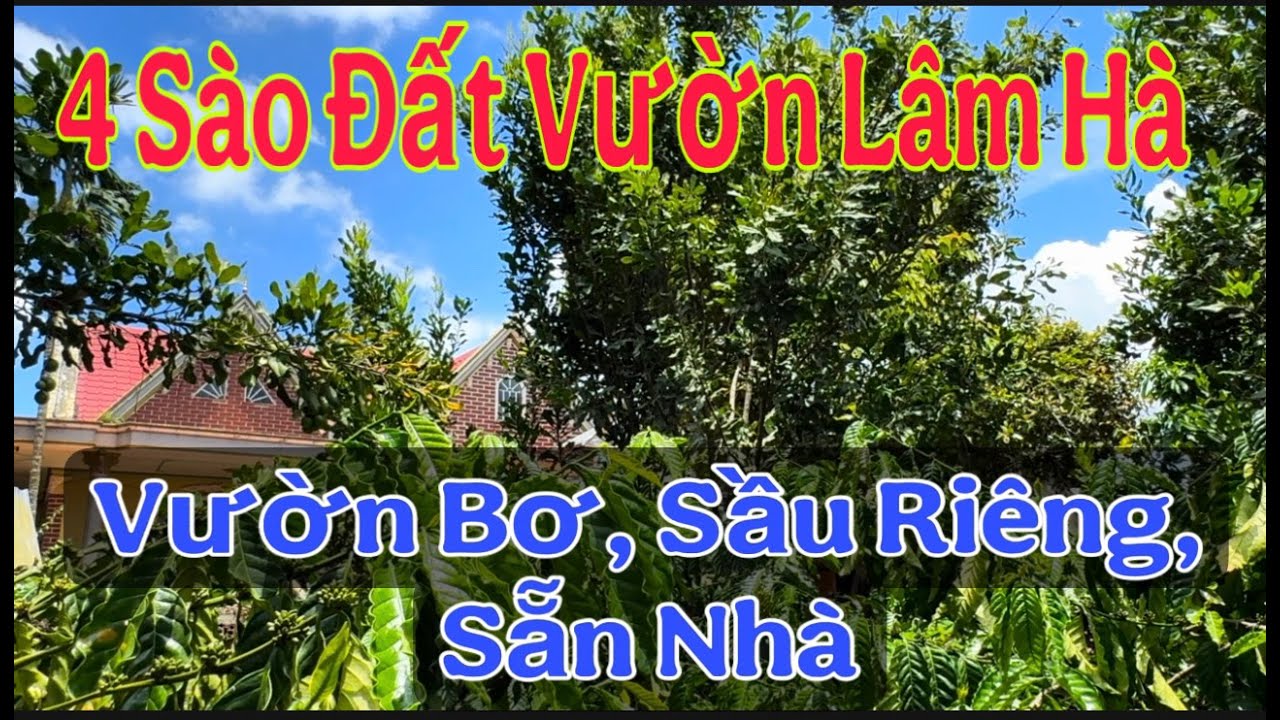 4 Sào Đất Vườn Lâm Hà: 600m² Thổ Cư, Vườn Bơ Sầu Riêng, Nhà Sẵn