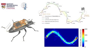 Autonomous Navigation of a Cyborg Beetle