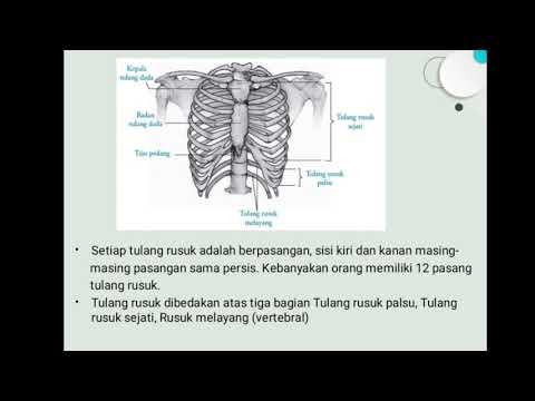 Video: Apa arti dari tulang rusuk vertebrokondral?