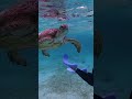 宮古島ひとり旅 #新城海岸 #ウミガメシュノーケリング #アラフィフ #ひとり旅 #旅行 詳細は長尺動画みてね