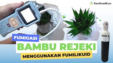 Fumigasi pada tanaman Bambu Rejeki tetap segar tidak layu | Fumigation on Lucky Bamboo