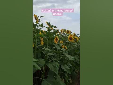 🌻 Поля солнечных подсолнухов 🌻 | #подсолнух #поле #оптимизм #солнце # ...