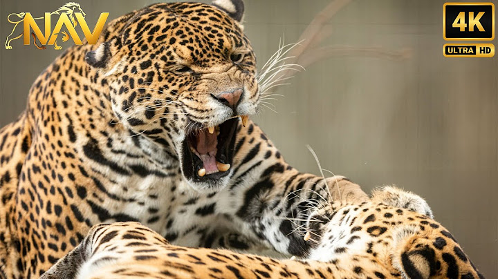 Leopard Fiercely Fights for the Lives of Her Cubs | Wild Animal Documentary
