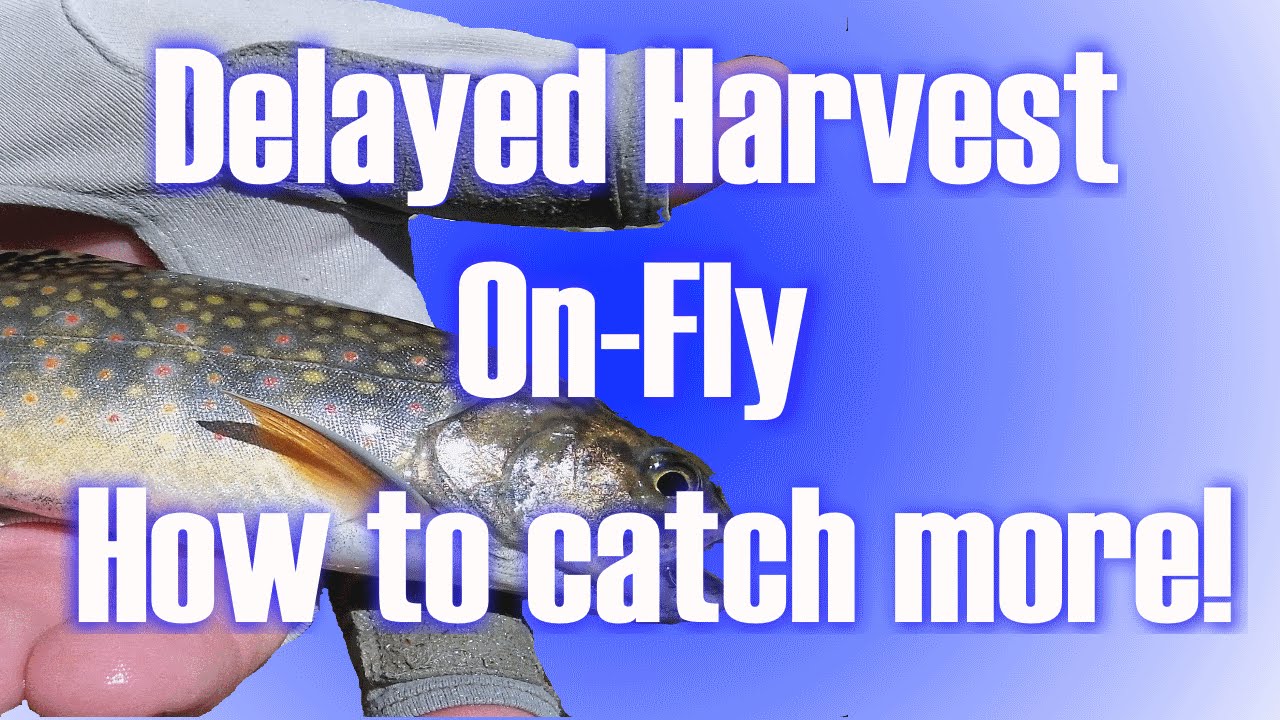 Delayed Harvest - How to Catch More Fish - YouTube