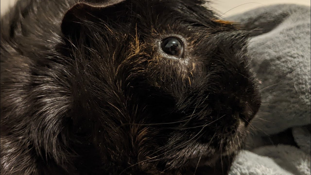 Ticklish Guinea Pig Likes To Give Kisses YouTube