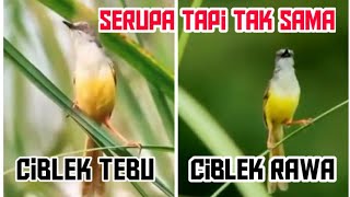 ciblek tebu dan ciblek rawa