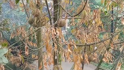 Pengelolaan Buah Durian yang Berakibat Fatal || gagal panen durian montong