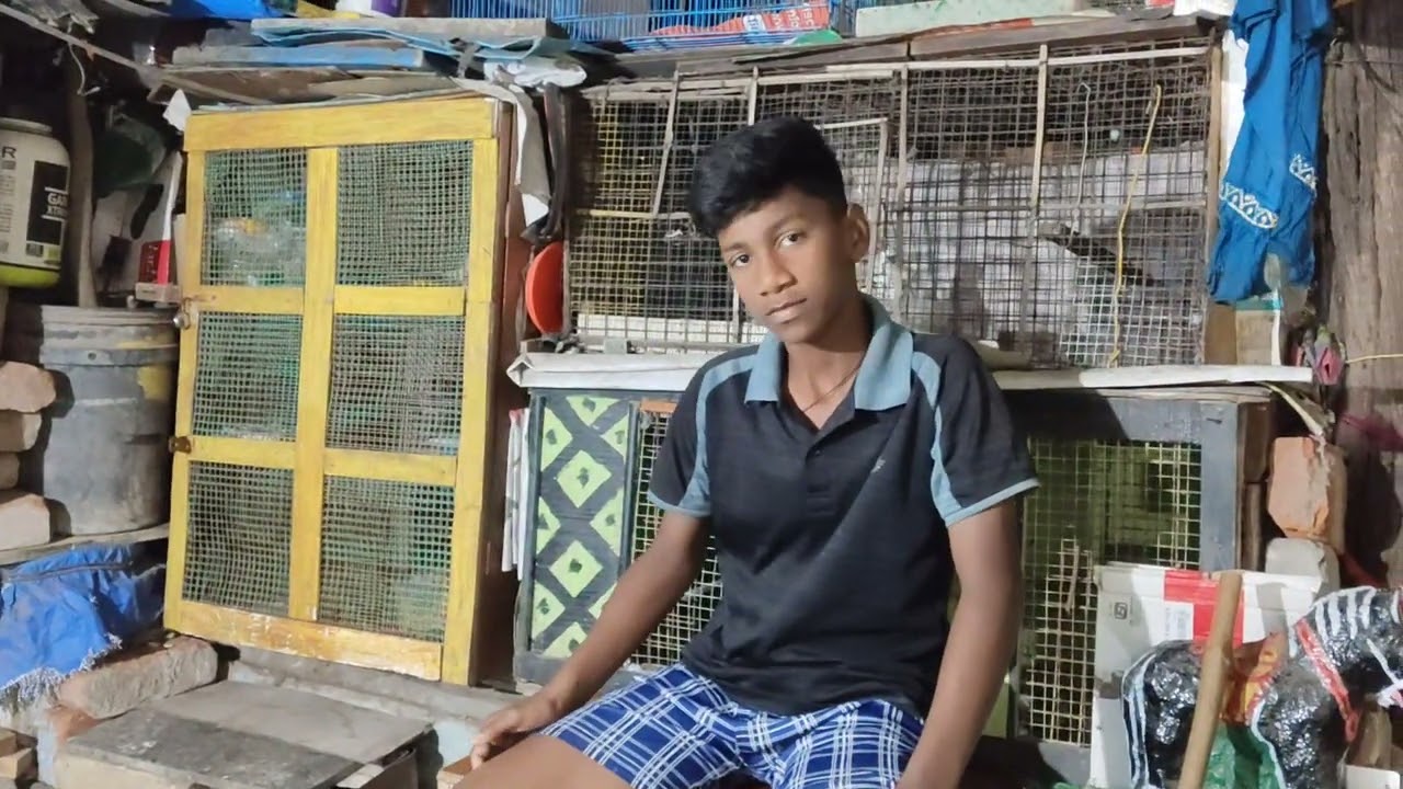 #Desi kabutar #🕊️ #Jay Maa#pigeon #🙏🙏