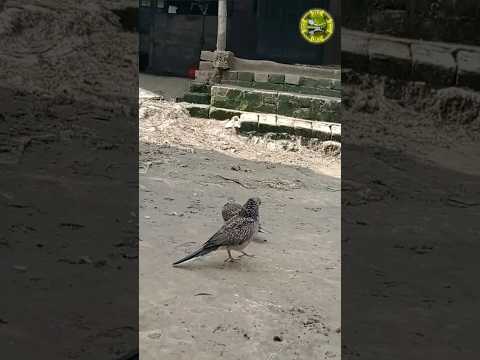 ❤️❤️শিকারী ঘুঘুর ডাক /gugu pakir dak#birds#birdsounds #ঘুঘু #birdcall #ঘুঘু_পাখি