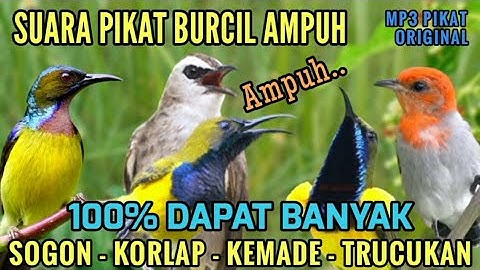 100% ANTI ZONK! Suara pikat Sogon, Korlap, Kemade, Kombinasi Trucukan | Suara pikat burcil 2025