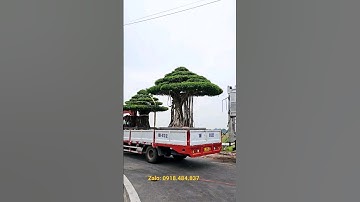 4 em chân dài về với đại gia Miền Tây #caycanh #bonsai #phonhson