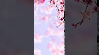 Pink cherry blossoms Wallpaper Video P screenshot 4