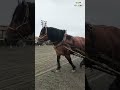 メムロボブサップ の朝調教