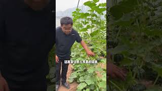 This is the confidence of us rural people#New farmers who return to their hometowns to sta