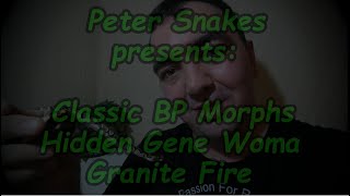 Classic BP Morphs - Hidden Gene Woma Granite Fire 2021