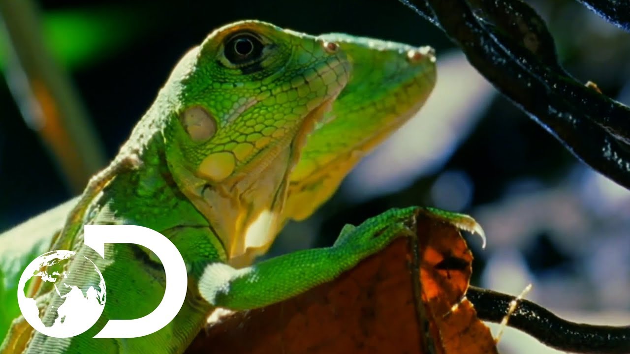 shocking definition Baby Iguanas And Turtles Hatch From The Safety Of Their Nests | Wildest Islands: Caribbean