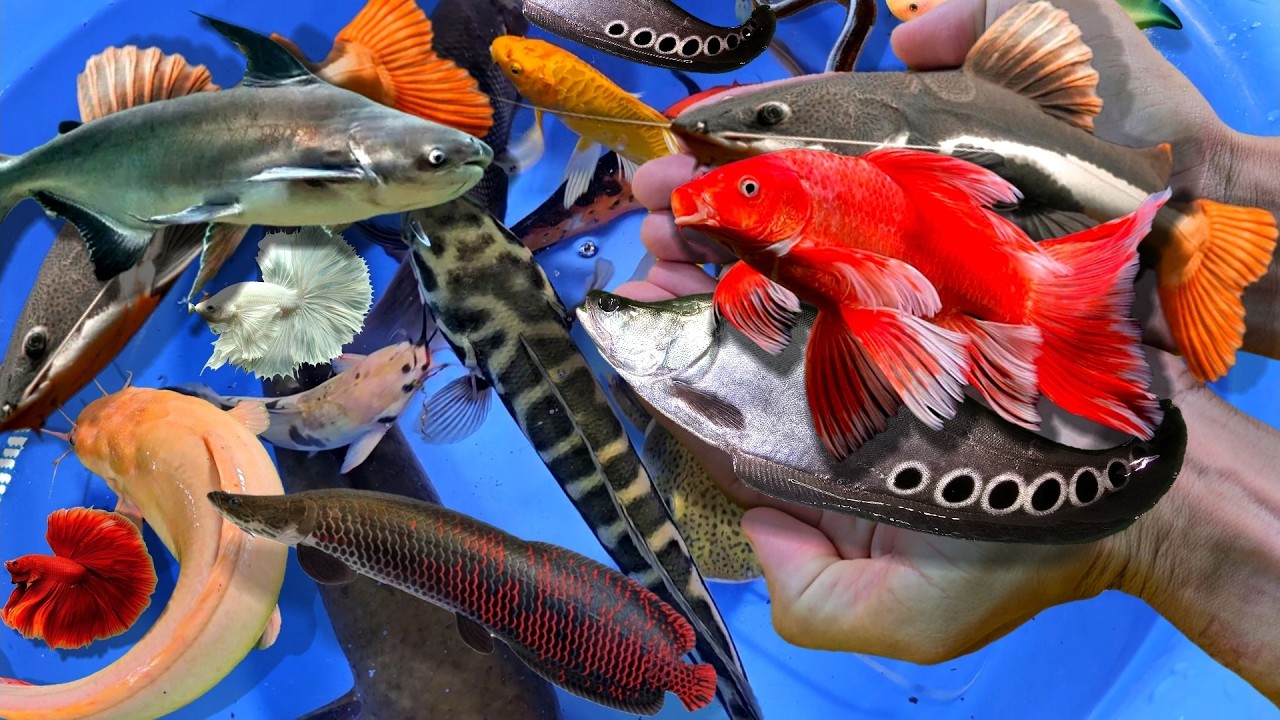 Bắt cá cảnh đẹp nước ngọt, cá mập, cá nóc, cá nemo, cá trê, cá lóc, cá vàng, koi