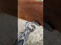 馬の靴屋さん　ASMR #horse