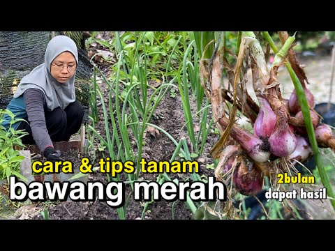 Video: Bagaimana cara menyediakan bawang untuk ditanam? Bow: penanaman dan penjagaan