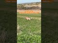 Reactive Dog Freedom