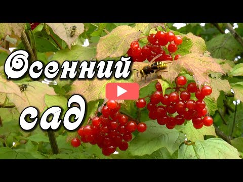 Доброе утро! Бабье лето, осенний сад. Красивая природа Сибири.