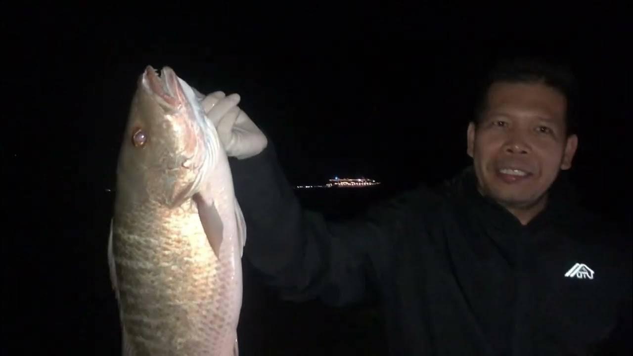 Bermuda Hamilton Catch And cook ofwlife Night fishing YouTube