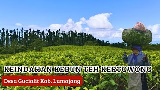 JALAN-JALAN KE KEBUN TEH KERTOWONO GUCIALIT KAB. LUMAJANG - PESONA DESA INDONESIA Eps. 23