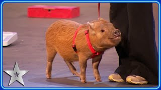 Rupert The Piano Playing Pig 🐷 | Unforgettable Audition | Britain's Got Talent