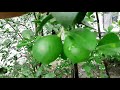 Lemon Tree | Beautiful Nature Scenery | Lemon Tree Facts & Benefits