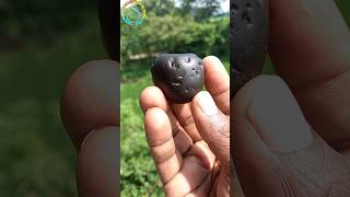 Gandaki river shaligram shila ?? shorts short shortsf