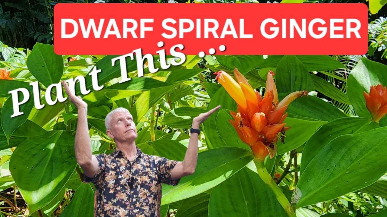 Perfect tropical plant - Dwarf Spiral Ginger