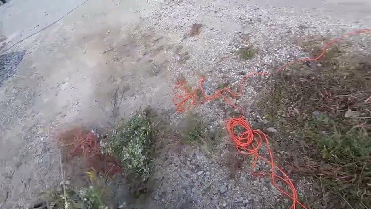 Portland Electric 22” Hedge Trimmer *REVIEW* YouTube