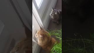 Maine coons watch birds at the feeding trough