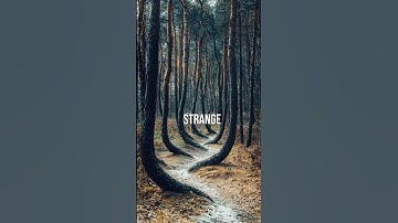 🌲 The Mysterious Crooked Forest in Poland – A Natural Wonder! 🌲